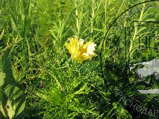 Горицвет весенний 001